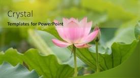  Presentation with pond - Slide deck consisting of lotus-flower-plants-in-pond background and a yellow colored foreground