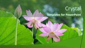  Presentation with lotus flower - PPT theme consisting of lotus-flower-plants-with-green background and a ocean colored foreground