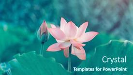  Presentation with lotus flower - Beautiful PPT layouts featuring lotus-flower-plants-with-green backdrop and a ocean colored foreground