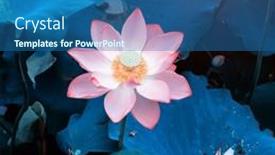  Presentation with lotus flower - Cool new slides with lotus-flower-plants backdrop and a ocean colored foreground