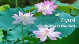  Presentation with lotus flower - Theme enhanced with lotus-flower-plants background and a teal colored foreground