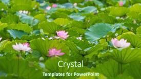  Presentation with lotus flower - 