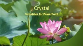  Presentation with lotus flower - Theme having lotus-flower-plants background and a tawny brown colored foreground