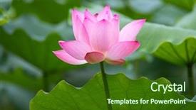  Presentation with pink lotus flower - Presentation design with lotus flower plants background and a forest green colored foreground