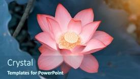  Presentation with lotus flower - PPT theme having lotus-flower-plants background and a ocean colored foreground