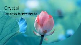  Presentation with lotus flower - 