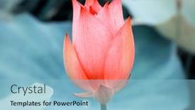  Presentation with lotus - 