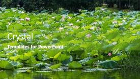  Presentation with lotus flower - 