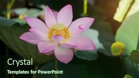  Presentation with lotus flower - 