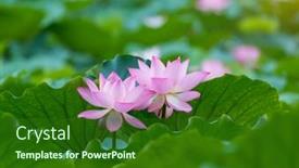  Presentation with lotus flower - 