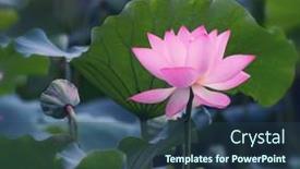  Presentation with lotus - 