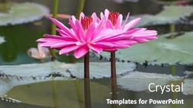  Presentation with lotus - 