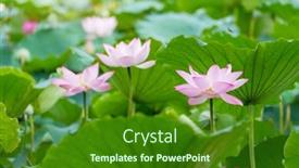  Presentation with lotus flower - 