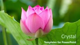  Presentation with lotus - 