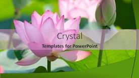  Presentation with lotus flower - Colorful presentation theme enhanced with lotus-flower-symbol-of-purity backdrop and a lavender colored foreground