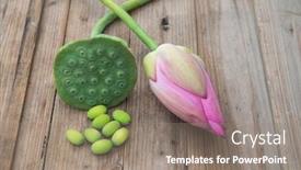  Presentation with plantation - Audience pleasing PPT layouts consisting of lotus flower with fresh lotus seeds from lotus plantation backdrop and a gray colored foreground
