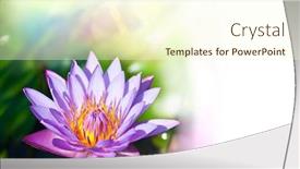  Presentation with lotus flower - Beautiful presentation featuring lotus flower backdrop and a cream colored foreground