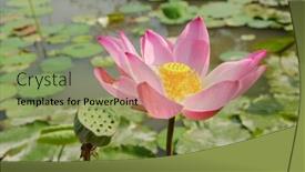  Presentation with lotus flower - 