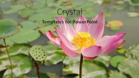  Presentation with lotus flower - 
