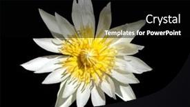  Presentation with lotus flower - 