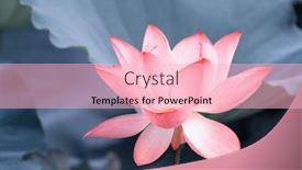  Presentation with lotus flower - PPT theme having lotus flower background and a lemonade colored foreground