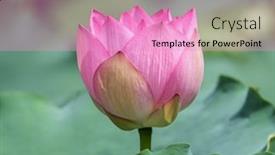  Presentation with lotus flower - Audience pleasing theme consisting of lotus-flower backdrop and a coral colored foreground