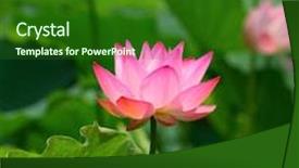 Presentation with lotus flower - Amazing theme having lotus flower backdrop and a forest green colored foreground