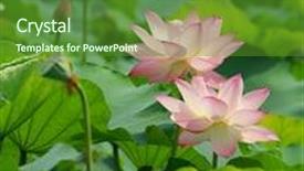  Presentation with lotus flower - Slides enhanced with lotus flower background and a tawny brown colored foreground