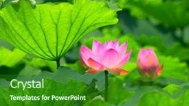  Presentation with lotus flower - Theme featuring lotus flower background and a forest green colored foreground