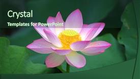  Presentation with lotus flower - Cool new presentation theme with lotus flower backdrop and a tawny brown colored foreground