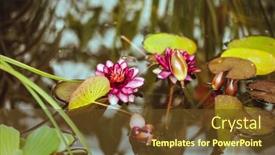  Presentation with lotus - 