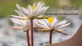  Presentation with lotus - Slides featuring lotus-in-the-tropical-pond background and a yellow colored foreground