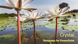  Presentation with lotus - PPT layouts featuring lotus-in-the-tropical-pond background and a tawny brown colored foreground