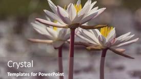  Presentation with lotus - Slides enhanced with lotus-in-the-tropical-pond background and a gray colored foreground