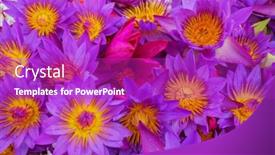  Presentation with lotus - Presentation theme consisting of lotus-in-the-tropical-pond background and a  colored foreground