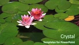  Presentation with lotus water - Theme with lotus in water background and a tawny brown colored foreground