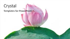  Presentation with lotus - Colorful slides enhanced with lotus-in-white-background backdrop and a white colored foreground