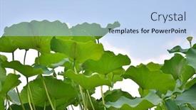  Presentation with lotus - Audience pleasing presentation design consisting of lotus leaf against blue sky backdrop and a light blue colored foreground