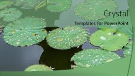  Presentation with lotus water - Beautiful PPT theme featuring lotus-leaf-background-with-water backdrop and a seafoam green colored foreground