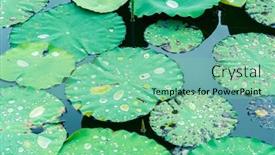  Presentation with lotus water - Slide set with lotus-leaf-background-with-water background and a seafoam green colored foreground