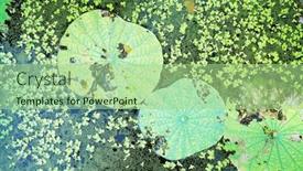  Presentation with lotus water - PPT theme enhanced with lotus-leaf-background-with-water background and a mint green colored foreground
