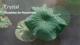  Presentation with lotus water - PPT theme enhanced with lotus-leaf-background-with-water background and a ocean colored foreground