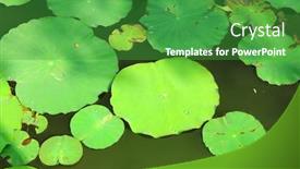  Presentation with lotus - Colorful PPT theme enhanced with lotus-leaves-floating-in-pool backdrop and a  colored foreground