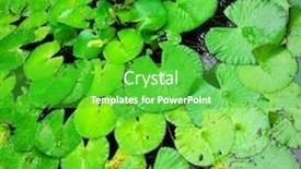  Presentation with lotus - Cool new PPT theme with lotus-leaves-floating-in-pool backdrop and a  colored foreground