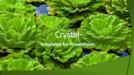  Presentation with lotus flower - PPT theme enhanced with lotus lilly flower - nature background background and a tawny brown colored foreground