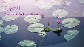  Presentation with lotus water - Presentation featuring lotus-nymphaea-shining-green-leaves background and a lemonade colored foreground