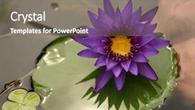  Presentation with lotus water - Slides consisting of lotus on a lilly pad background and a gray colored foreground