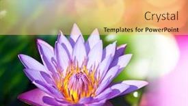  Presentation with lotus - Presentation theme enhanced with lotus on abstract background background and a yellow colored foreground