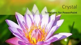  Presentation with lotus - Cool new presentation theme with lotus on abstract background backdrop and a yellow colored foreground