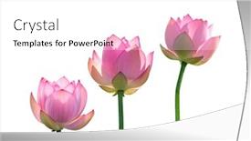  Presentation with lotus - Slide deck featuring lotus-on-isolated-white-background background and a white colored foreground